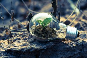 A plant inside of a lightbulb visualizing sustainability. 